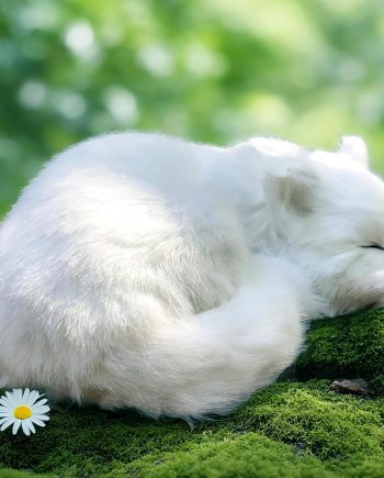 Lifelike White Sleeping Cat Figurine - Realistic Curled Up Faux Fur Kitten Statue, Handcrafted Plush Kitty Home Office Decor, Collectible Gift for Cat Lovers, Stuffed Animal Doughnut Pose Pet Replica